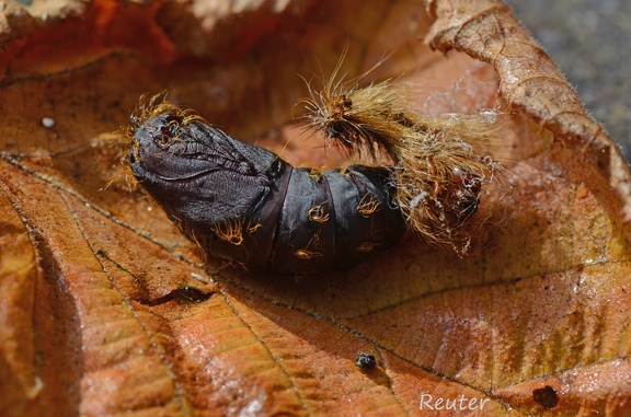 Schwammspinner (Lymantria dispar)